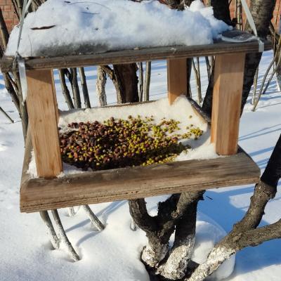 Зимняя прогулка и кормление птиц